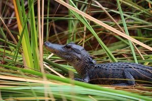 Alligator in South Florida