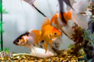 Prepare supplies for moving your fish tank.