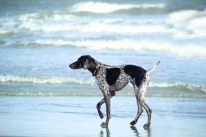 dog on Miami beach