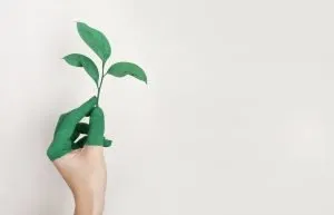 A person`s hand that is holding a green plant, and his or her fingers are painted green. Renting green storage is very important for the preservation of the planet. 