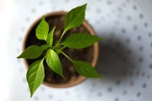 A close up of a green, leafy plant in a brown pot that is placed on a white surface.