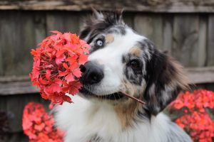 A dog with a flower.