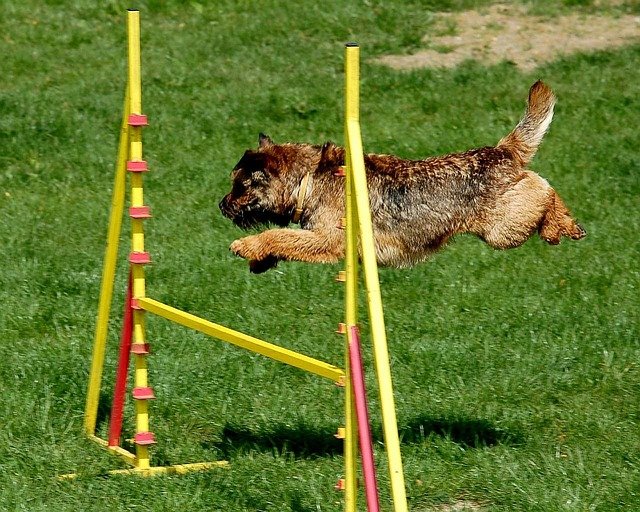 A dog jumping and enjoying one of many dog-friendly activities in Miami