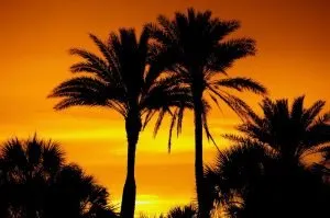 sunset with a palm tree
