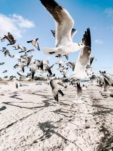seagulls flying