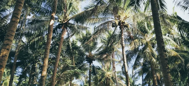 Picture of the Palm trees