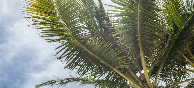 a palm tree