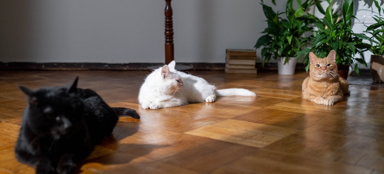 Three cats on the floor