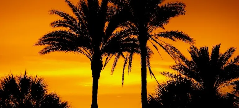 palms in sunset