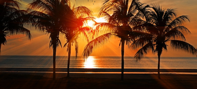sunset with palmtrees on a beach