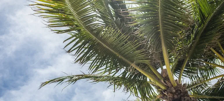 wind blowing on a palm tree