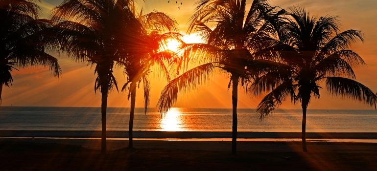palm trees on the beach during the golden hour as an example of best Florida beaches to move to from Texas