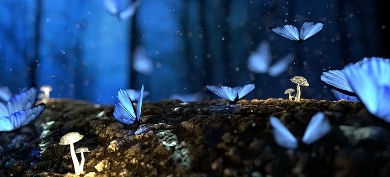 picture of butterflies 